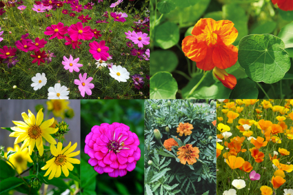 Top 9 loại hoa trồng nhanh ra hoa