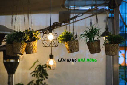 Cây trồng cần ánh sáng mặt trời trực tiếp hay chỉ cần ánh sáng?