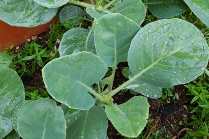 Cách trồng và chăm sóc cải rổ