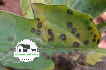 Cách xử lý đốm nâu trên cây rau một cách tự nhiên