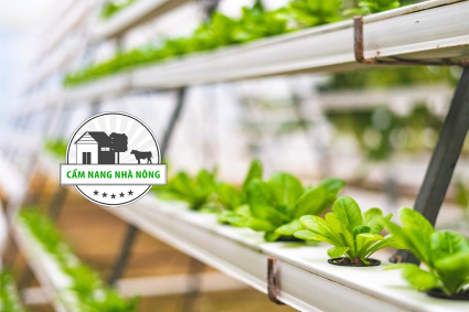 Mô hình trồng rau thủy canh