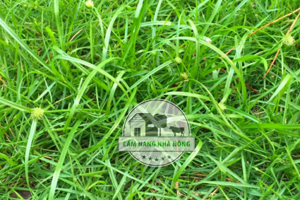 Cách diệt Cỏ Gấu tận gốc