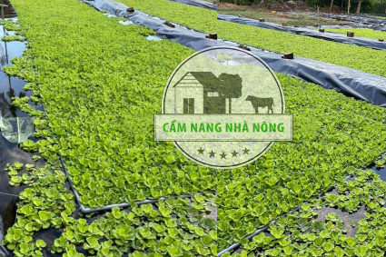 Kỹ thuật nuôi ốc nhồi trong bể bạt