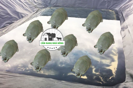 Mô Hình Nuôi Ba Ba trong Bể Lót Bạt