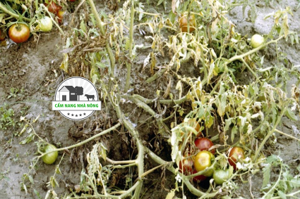 Nấm Fusarium Gây Bệnh Gì?