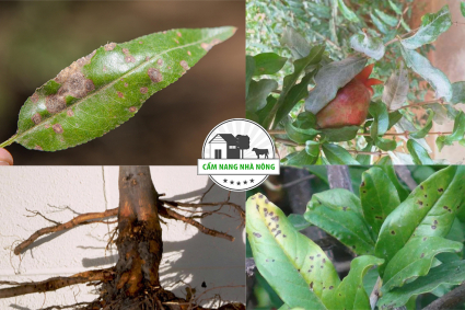 Các bệnh thường gặp ở cây lựu