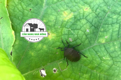 Cách trị bọ xít trên cây mướp
