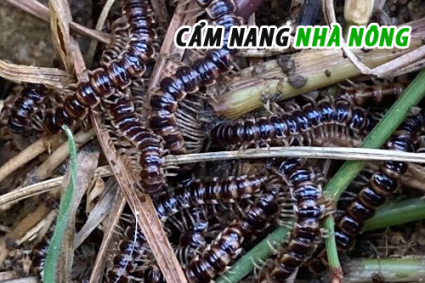 Cách diệt cuốn chiếu trong vườn rau