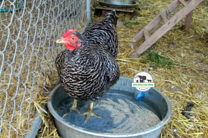 Cách giảm nóng cho gà