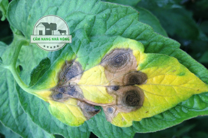 Các loại bệnh hại phổ biến ở cây trồng