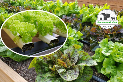 Nên trồng rau thủy canh hay trồng bằng đất