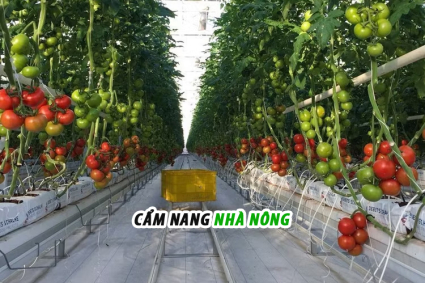 Tại sao cà chua trồng nhà màng có năng suất cao?