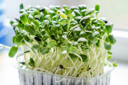Các loại rau mầm trồng bằng nước