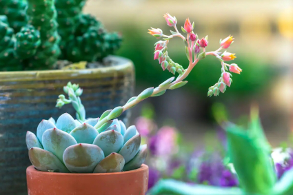Các loại sen đá có hoa