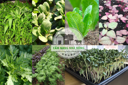Các loại rau trồng mùa mưa dễ nhất