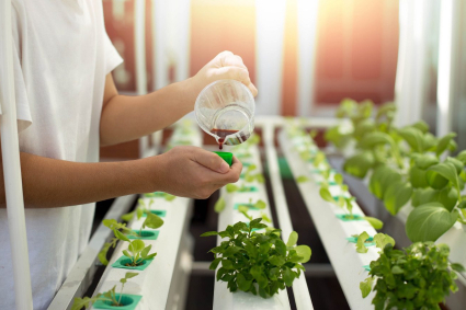 Hướng dẫn tự làm dung dịch thủy canh hữu cơ tại nhà