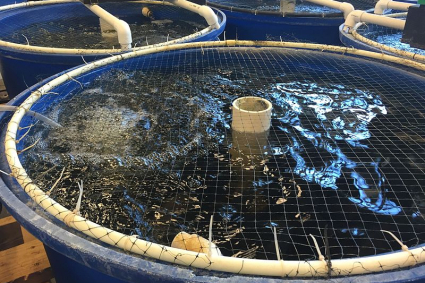 Công nghệ nuôi cá Biofloc