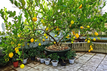 Cách trồng cây chanh trong chậu