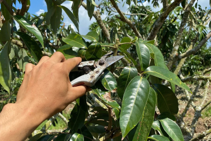 Khi nào cắt tỉa cây ăn quả