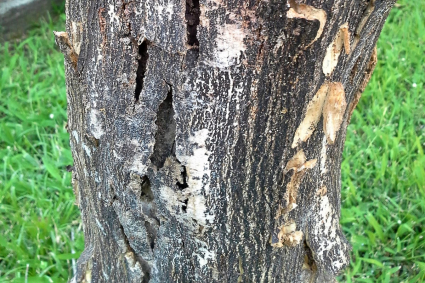 Phòng bệnh nấm Phytophthora trên cây có múi trong thời tiết ẩm ướt