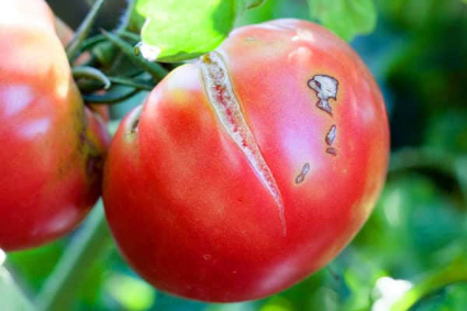 Giải pháp sinh học phòng nứt quả trên cây cà chua mùa mưa