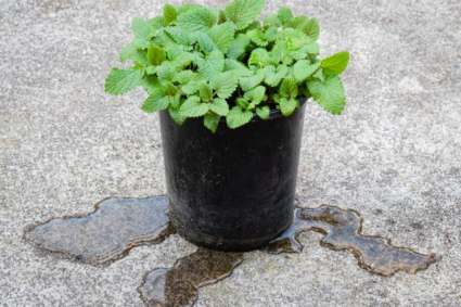 Mẹo chống ngập úng cho cây trồng trong chậu và thùng xốp