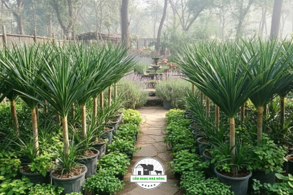 Cây phát tài núi: Đặc điểm, ý nghĩa phong thủy và cách chăm sóc chuẩn