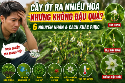Cây ớt ra hoa nhưng không đậu quả? Nguyên nhân và cách khắc phục hiệu quả