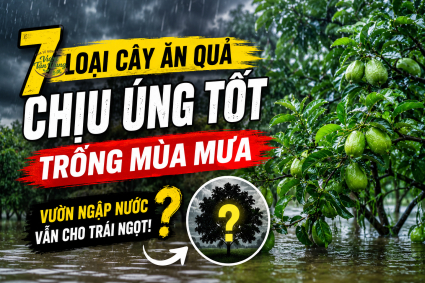 7 loại cây ăn quả phù hợp trồng ở vùng mưa nhiều
